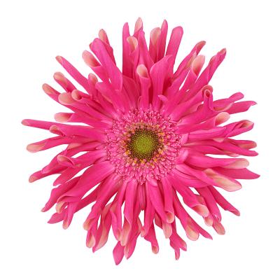Gerbera grootbloemig krulvormig Rebel Jinx Gerbera grootbloemig krulvormig Rebel Jinx