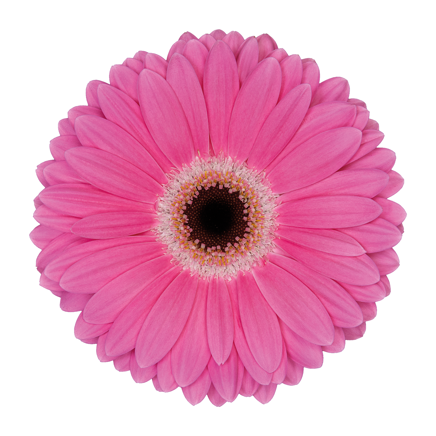 Gerbera grootbloemig 'Dreamer'