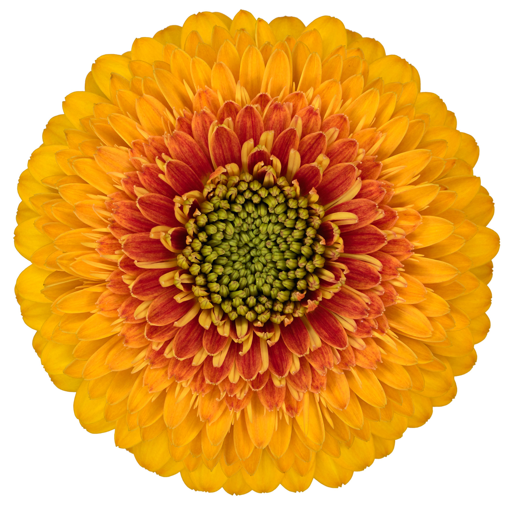 Gerbera mini bolvormig Pomponi Gecko Gerbera mini bolvormig Pomponi Gecko