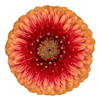 Gerbera mini bolvormig Pomponi Beaker Gerbera mini bolvormig Pomponi Beaker