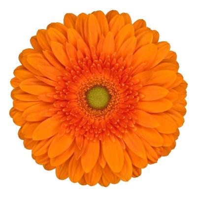 Gerbera grootbloemig Eureka Gerbera grootbloemig Eureka