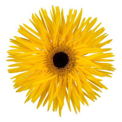 Gerbera grootbloemig spinvormig Spider Bravery Gerbera grootbloemig spinvormig Spider Bravery