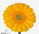 Gerbera mini 'Carlos' Gerbera mini 'Carlos'