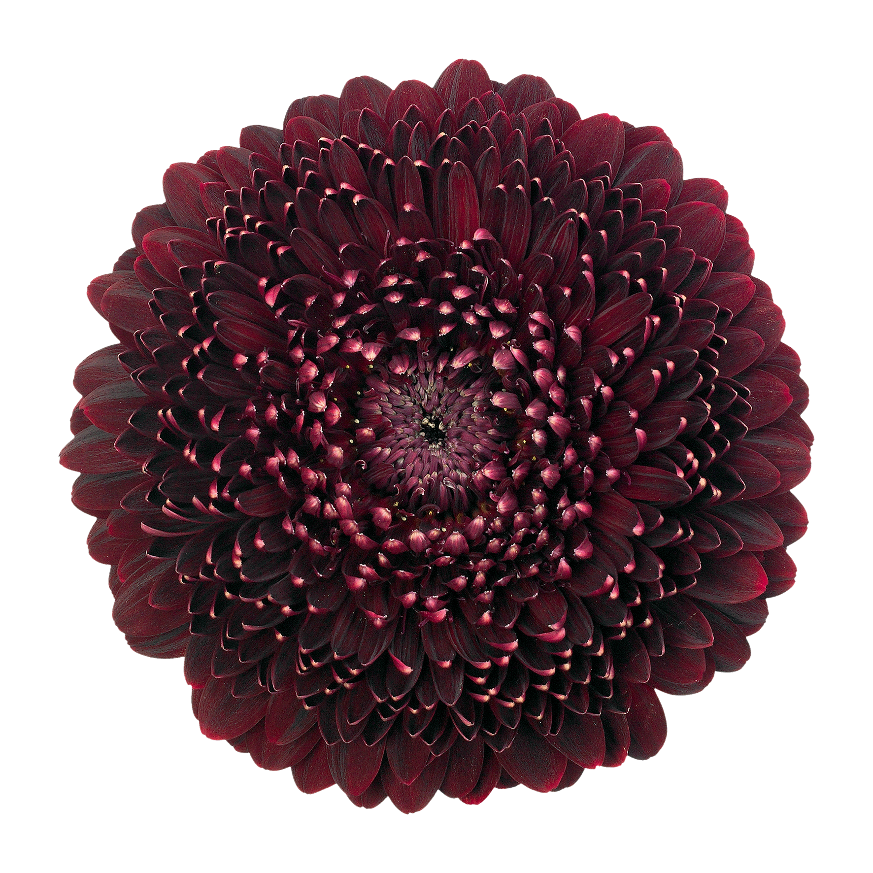 Gerbera mini bolvormig Pomponi Black Pearl