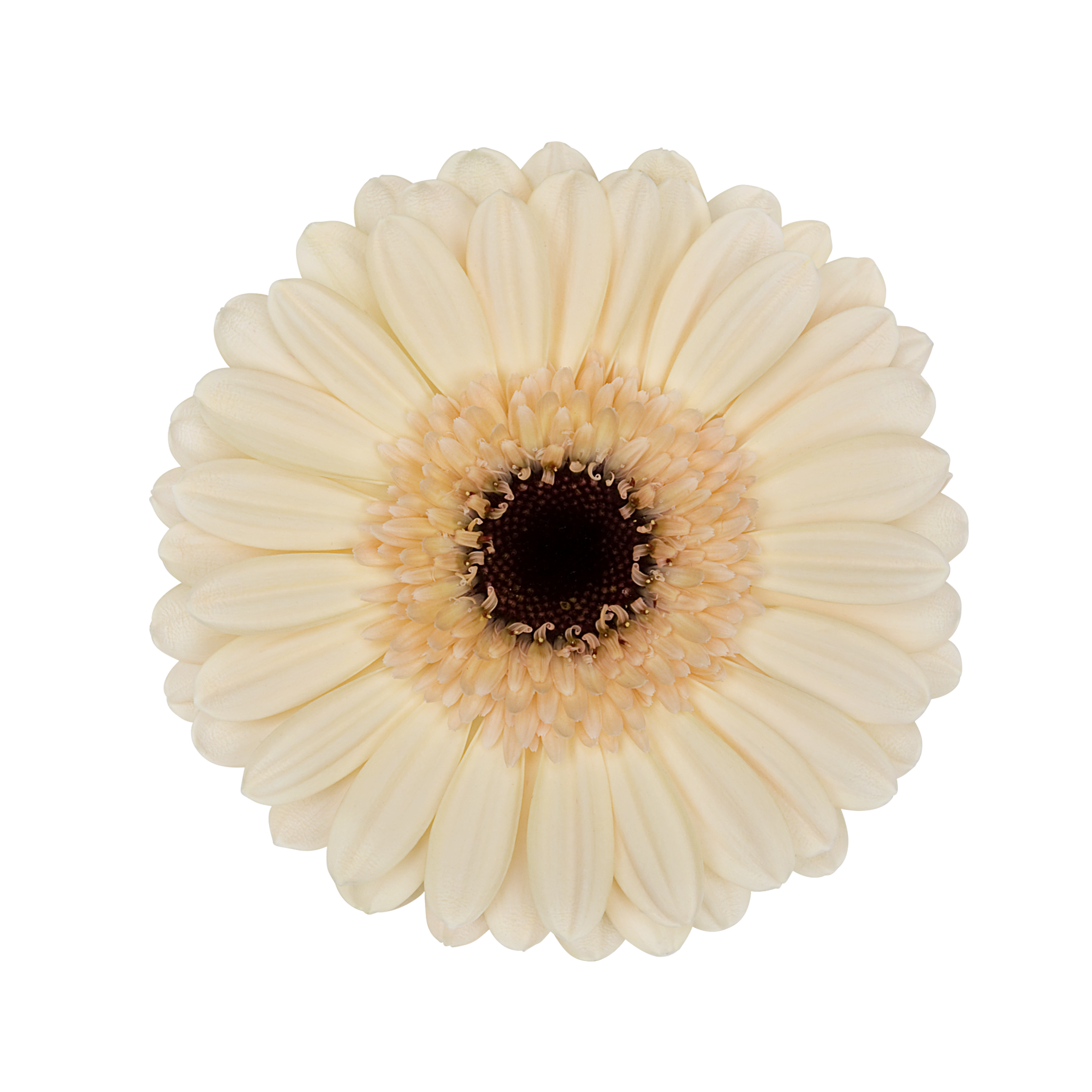 Gerbera mini 'Mindset' Gerbera mini 'Mindset'
